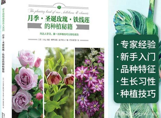月季圖書(shū)：小山內(nèi)健《月季·圣誕玫瑰·鐵線蓮的種植秘籍 》(圖1)