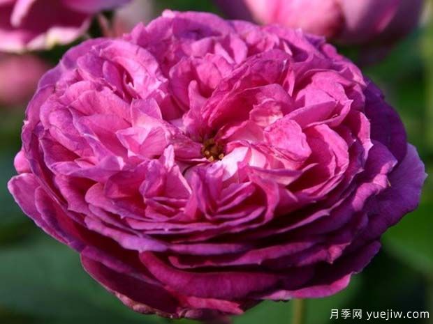 香水花環(huán)月季/香水門廊(圖1)