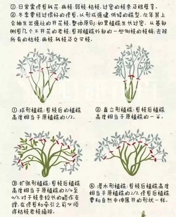 2月是月季的***后冬剪時間，來份月季修剪寶典(圖2)