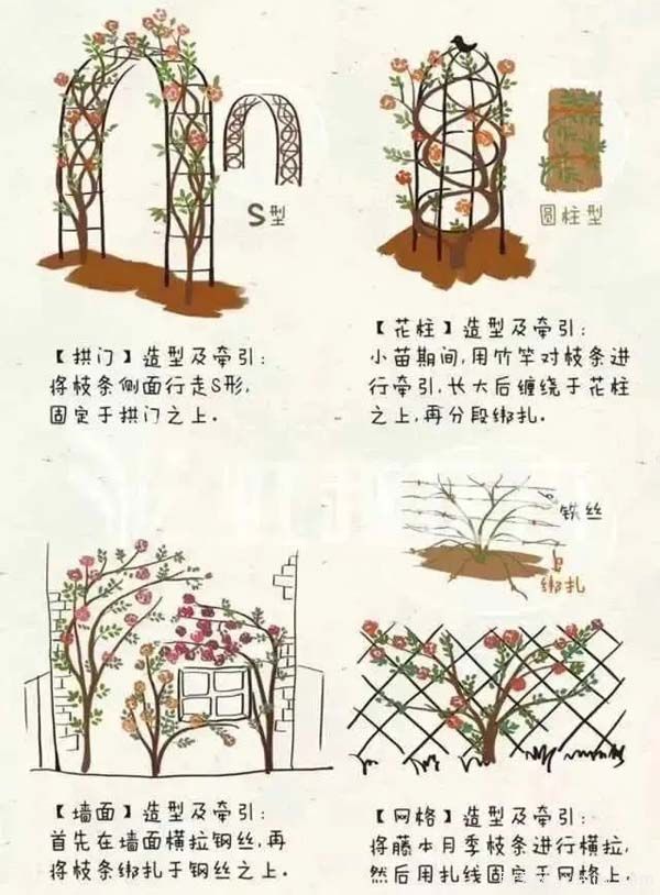 2月是月季的***后冬剪時間，來份月季修剪寶典(圖4)