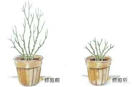 2月是月季的***后冬剪時間，來份月季修剪寶典(圖3)
