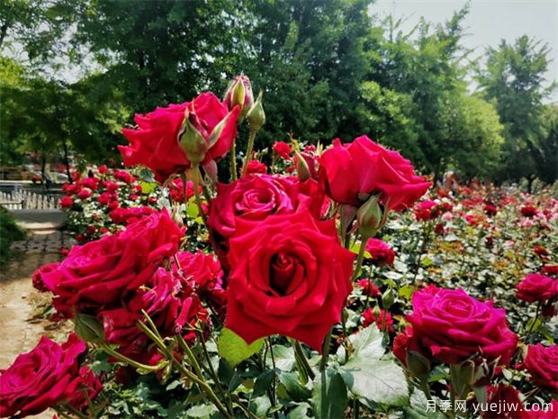 氮磷鉀不可少，肥料對(duì)花卉苗木生長影響和施肥方法(圖1)