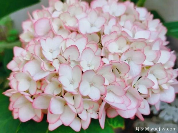 28個(gè)優(yōu)秀繡球品種，花團(tuán)簇簇，花色夢(mèng)幻(圖2)