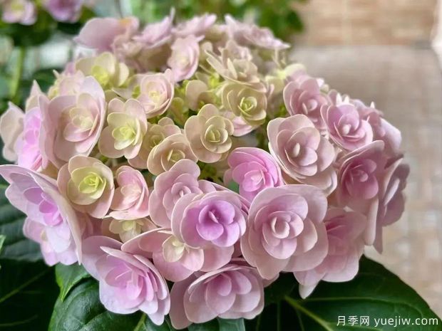 28個(gè)優(yōu)秀繡球品種，花團(tuán)簇簇，花色夢(mèng)幻(圖3)