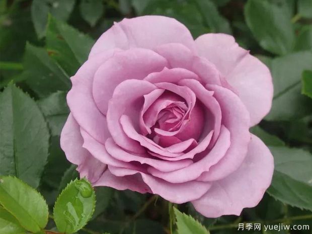 香水花環(huán)月季/香水門廊(圖3)