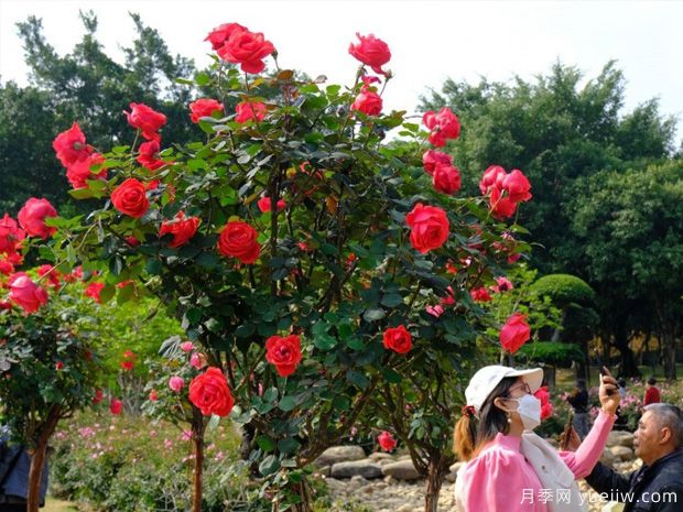 南寧南湖公園月季園2萬株月季競相綻放，美極了！(圖1)