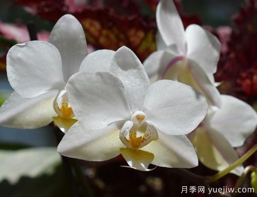 如何給蘭花翻盆？15道工序大功告成(圖1)