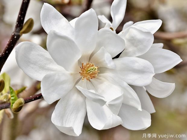 栽種白玉蘭種植地點(diǎn)、品種如何選擇？(圖1)
