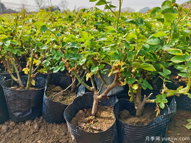 二年大花豐花綠化盆栽月季杯苗價格(圖2)
