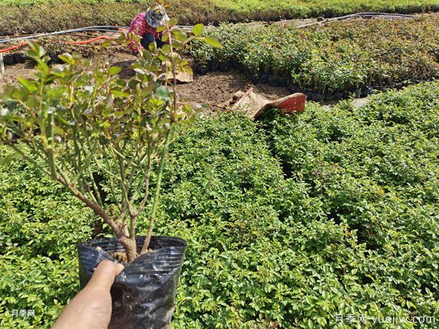 二年大花豐花綠化盆栽月季杯苗價格(圖4)