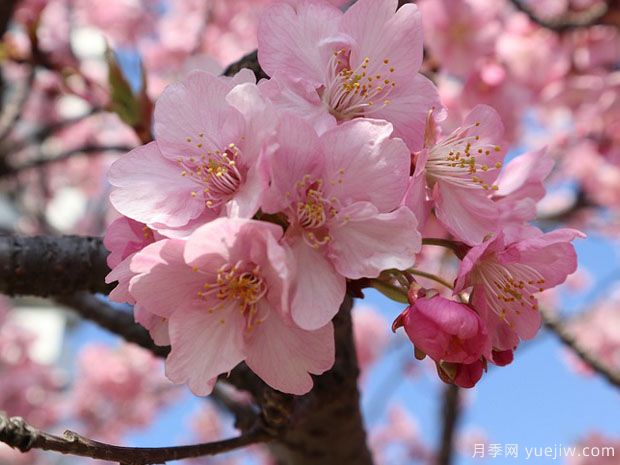 早櫻晚櫻冬櫻的區(qū)別？櫻花主要品種(圖1)