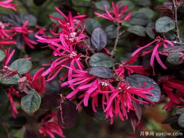紅花檵木花團(tuán)簇錦，廣泛用于園林造景(圖1)