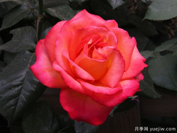 林草工作者必知的名詞術(shù)語，包含林業(yè)草原園林(圖1)