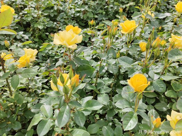 4月做好養(yǎng)護(hù)工作，讓月季輕松爆花(圖1)