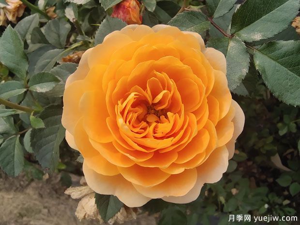 春天養(yǎng)月季，推薦8個經(jīng)典高品質(zhì)豐花月季品種(圖2)