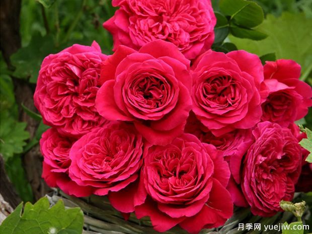 春天養(yǎng)月季，推薦8個經(jīng)典高品質(zhì)豐花月季品種(圖3)