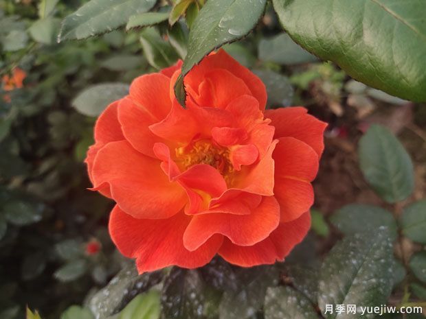 8個(gè)優(yōu)秀豐花月季品種，一株花滿枝頭(圖2)