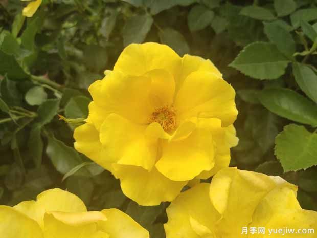 8個(gè)優(yōu)秀豐花月季品種，一株花滿枝頭(圖3)