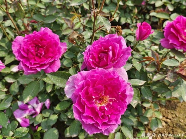 分享6種勤花月季，都是開花機器，滿眼是花海(圖3)