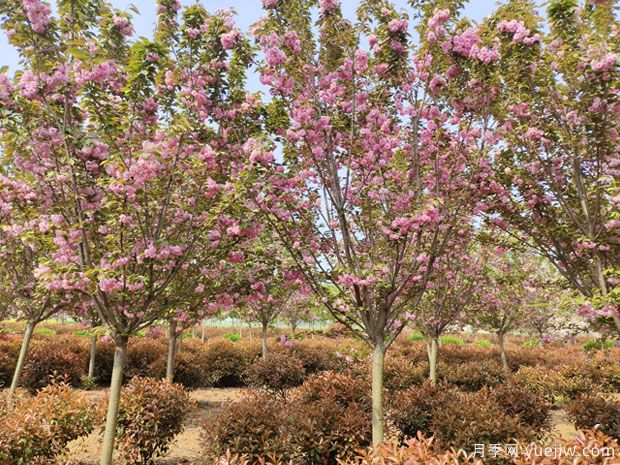 櫻花樹幾年可以開花？日本晚櫻開花的觀賞價值(圖1)