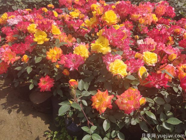 推薦必種的6種藤本月季，花量大長勢快，打造花墻超漂亮(圖4)