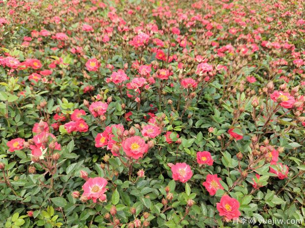 超級(jí)爆花紅寶石月季批發(fā)到園林地被(圖1)