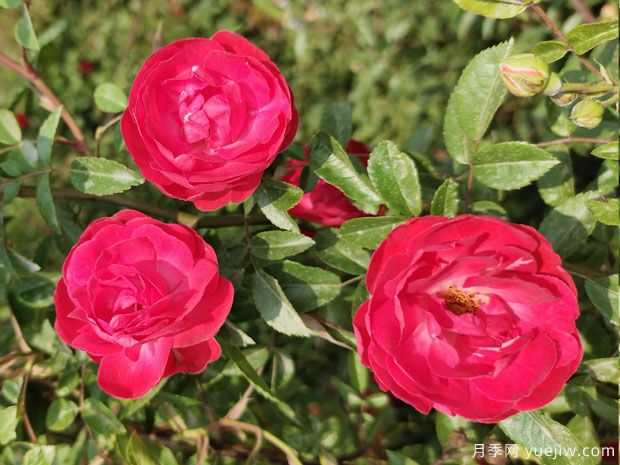 甜蜜紅木香，花量超多，花香濃郁，花色驚艷(圖1)