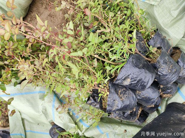 小桃紅杏花村盆栽月季用于浙江亞運(yùn)會綠化(圖4)