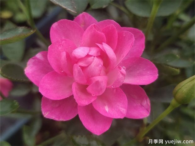 開花機器看微月，推薦12種微型月季品種(圖1)