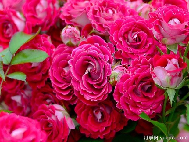 開花機器看微月，推薦12種微型月季品種(圖2)