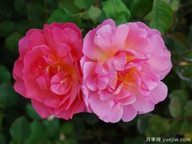 麗蓮奧斯汀月季/利利安奧斯汀(圖1)