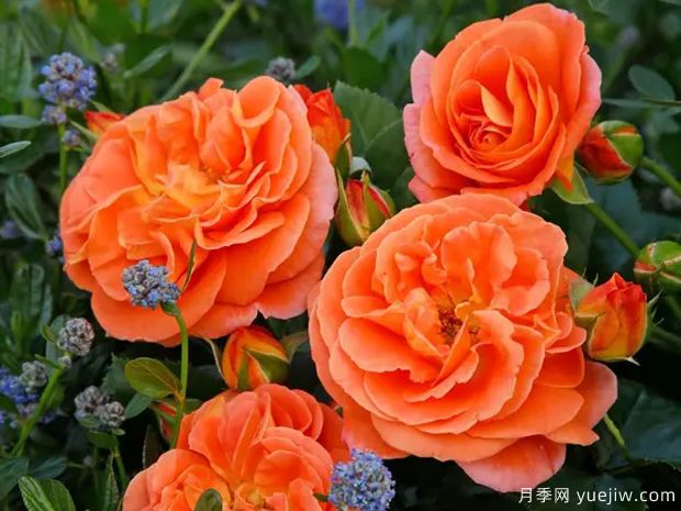 芒果陽臺(tái)月季/芒果月季(圖2)