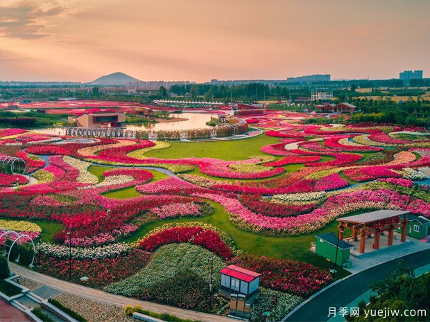 南陽(yáng)2023首屆世界月季博覽會(huì)，月季花開(kāi)迎客來(lái)(圖1)