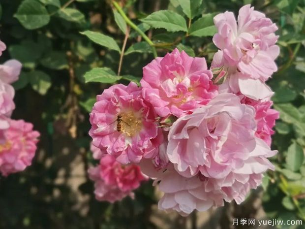 南陽(yáng)薔薇花滿架，城區(qū)賞花去哪里？(圖1)