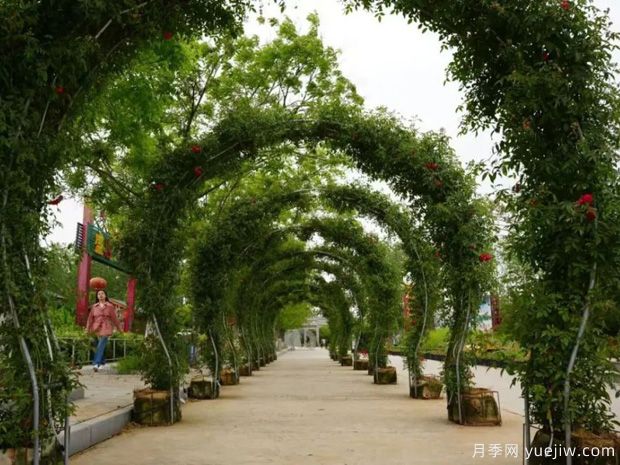 淮南焦崗湖月季花會，正是一年好風景(圖1)