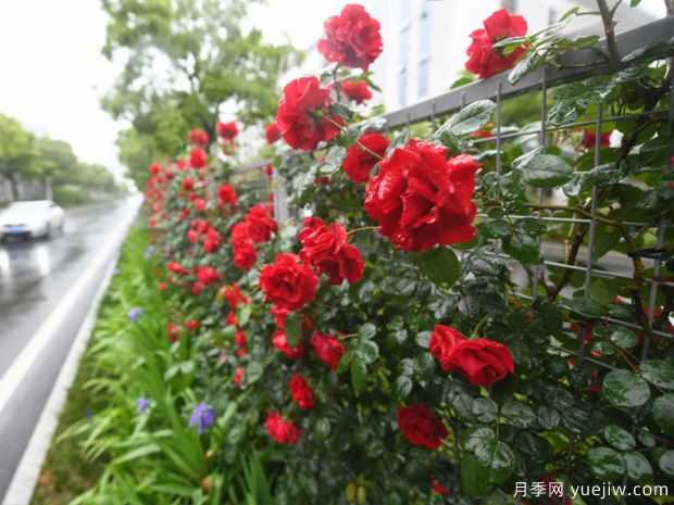 蕪湖月季進(jìn)入盛開期，一城繁花驚艷時(shí)光(圖2)