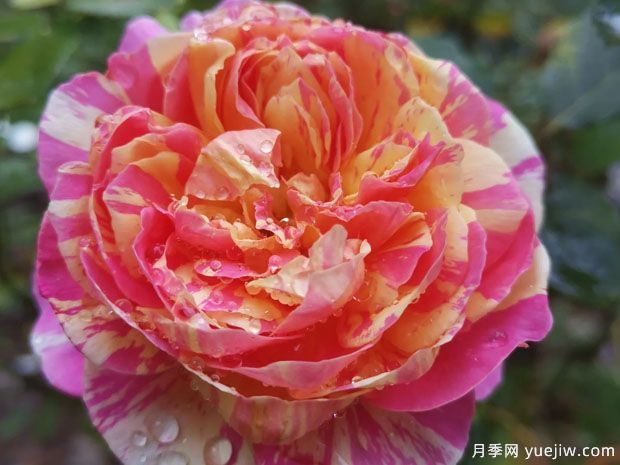 推薦9個(gè)經(jīng)典月季品種，新老花友入月季坑必選(圖5)