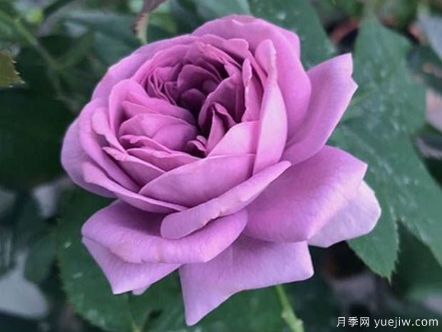 微藍月季(圖3)