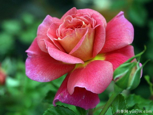 月季，玫瑰 ，薔薇，是同一種花嗎？有何不同(圖1)