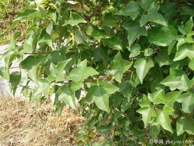 雞爪槭、三角楓、紅楓的區(qū)別辦法和圖片(圖3)