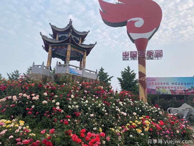 南陽(yáng)臥龍區(qū)壯大月季產(chǎn)業(yè) 綻放美麗經(jīng)濟(jì)(圖1)