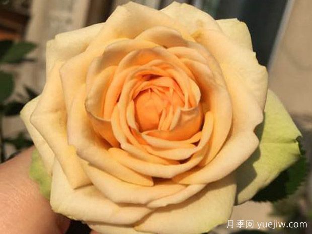 50個科德娜月季系列品種，大花微型月季   (圖2)