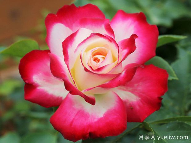 月季入門品種推薦：切花朱麗葉、摩納哥公主、摩納哥公爵(圖3)