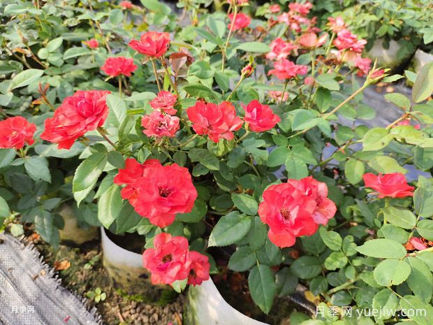 北京紅豐花月季大杯和中杯盆栽供應(yīng)采購(gòu)(圖1)