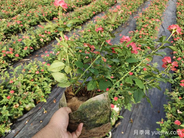 北京紅豐花月季大杯和中杯盆栽供應(yīng)采購(gòu)(圖4)