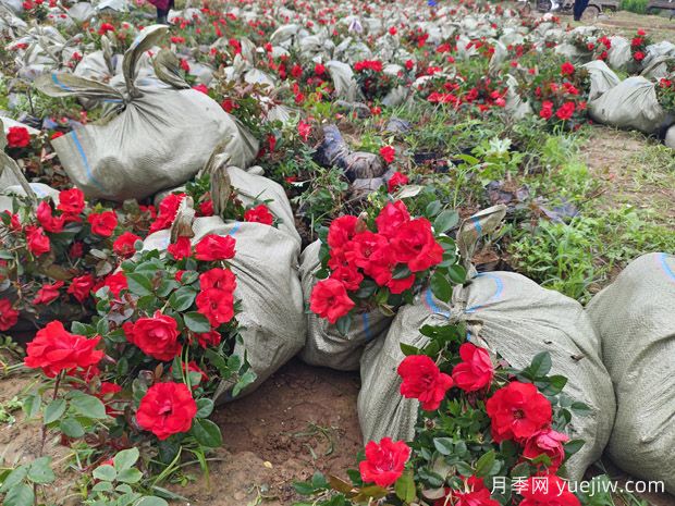 北京紅豐花月季大杯和中杯盆栽供應(yīng)采購(gòu)(圖2)