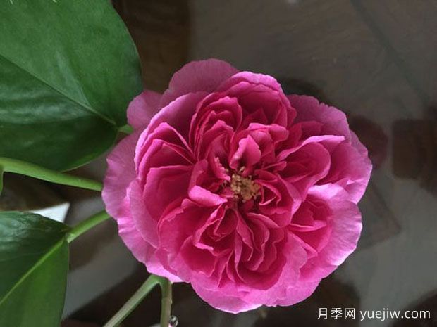 伊芙資產(chǎn)階級月季/伊芙小資情調(diào)(圖1)