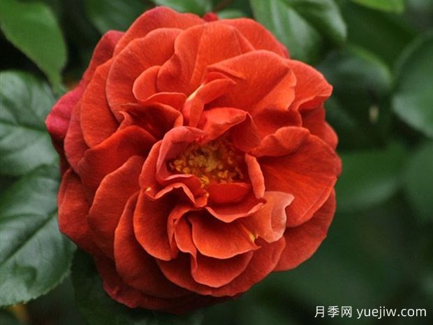 深扒月季間的親戚關系是怎樣的？(圖2)