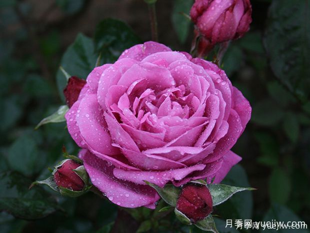 推薦5款真正的天然藍(lán)色月季，美麗又好養(yǎng)(圖3)