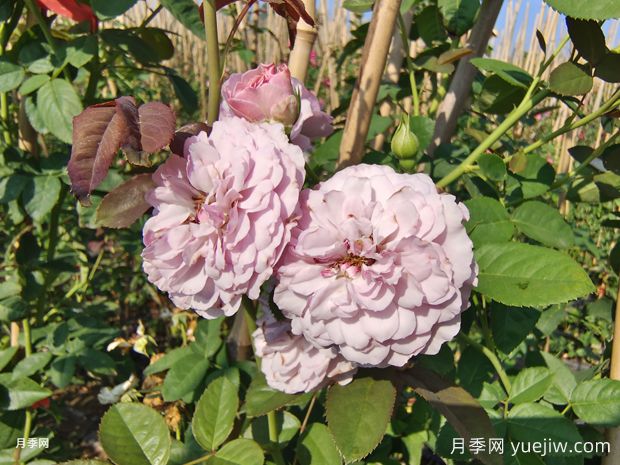  插竹竿美植袋藍(lán)色陰雨爬藤月季價(jià)格(圖1)